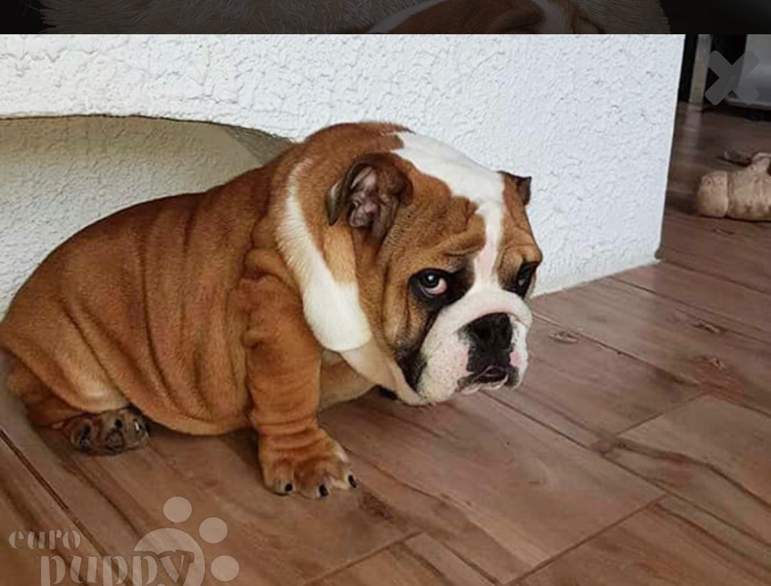 English Bull Dog